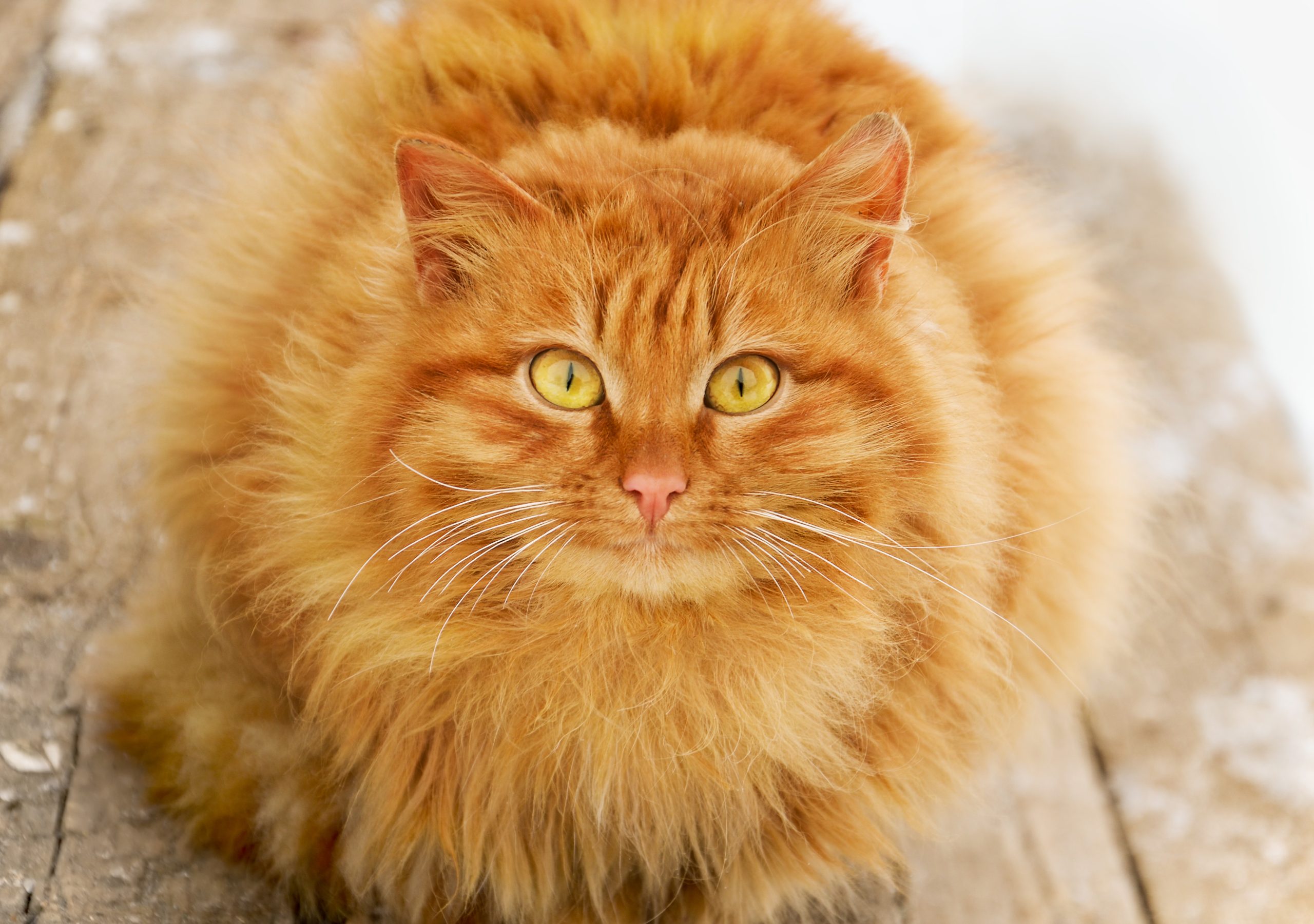 How to Stop Cats from Over Grooming: Effective Tips That Work