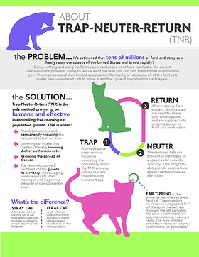 How to Stop Feral Cats from Breeding: Effective Solutions Revealed