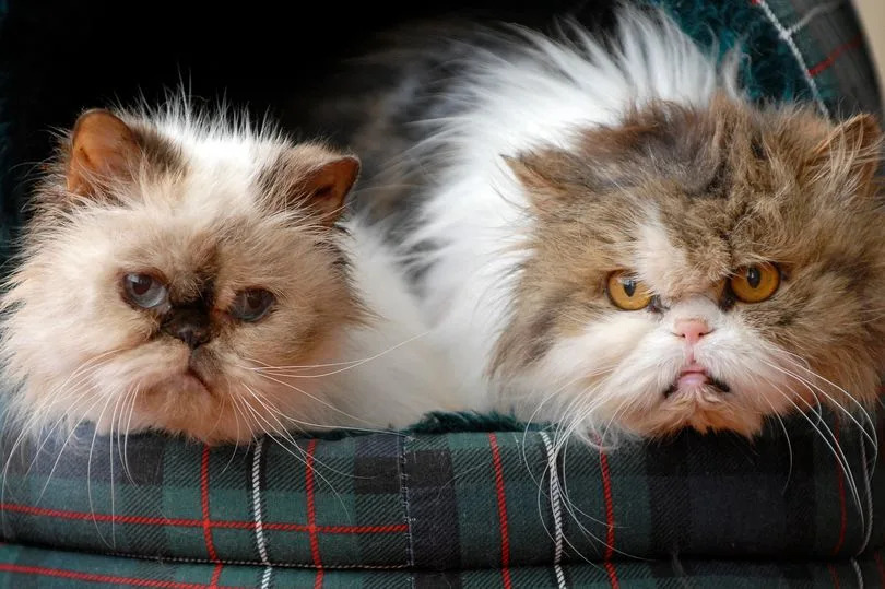 How to Stop People from Unethical Breeding Persian Cats: Protect & Prevent