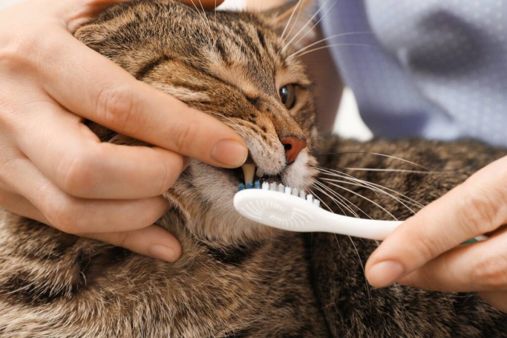 How to Take Care of Your Cats Dental Health: Expert Tips Revealed