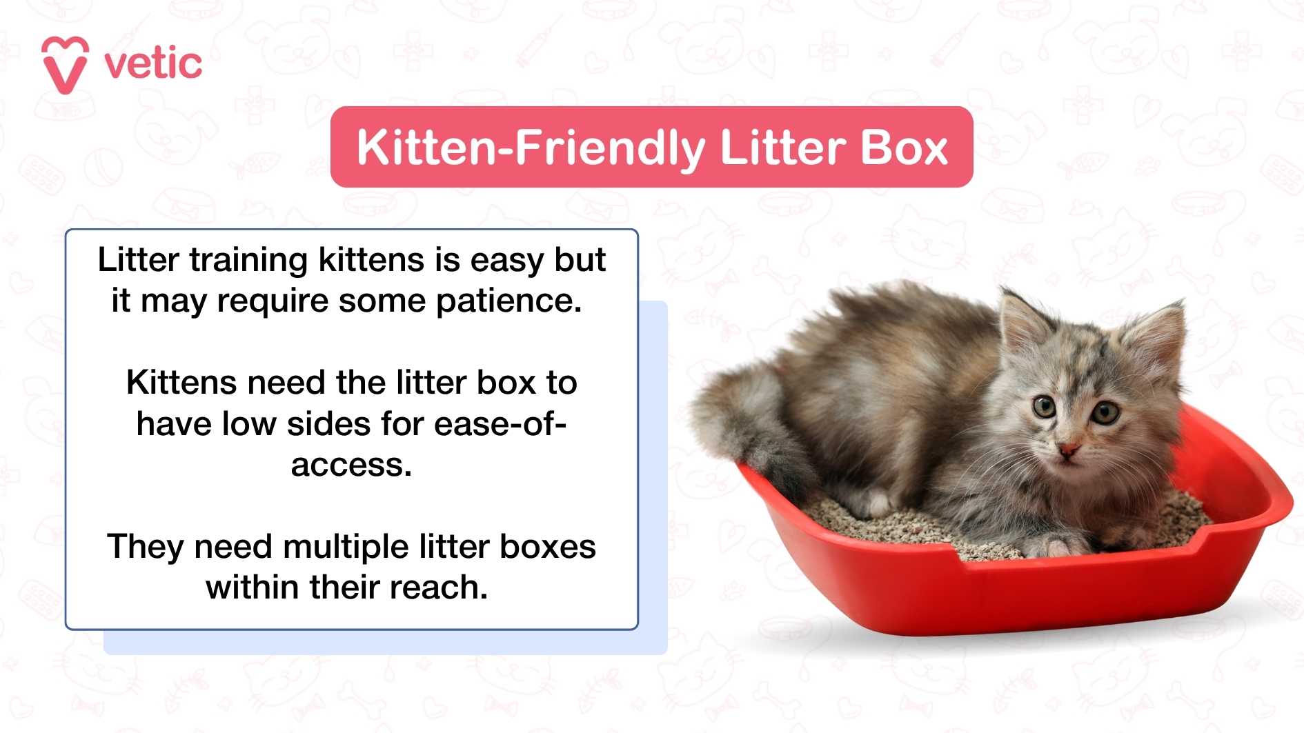 How to Teach a Cat to Use Litter Box: Easy Steps for Success