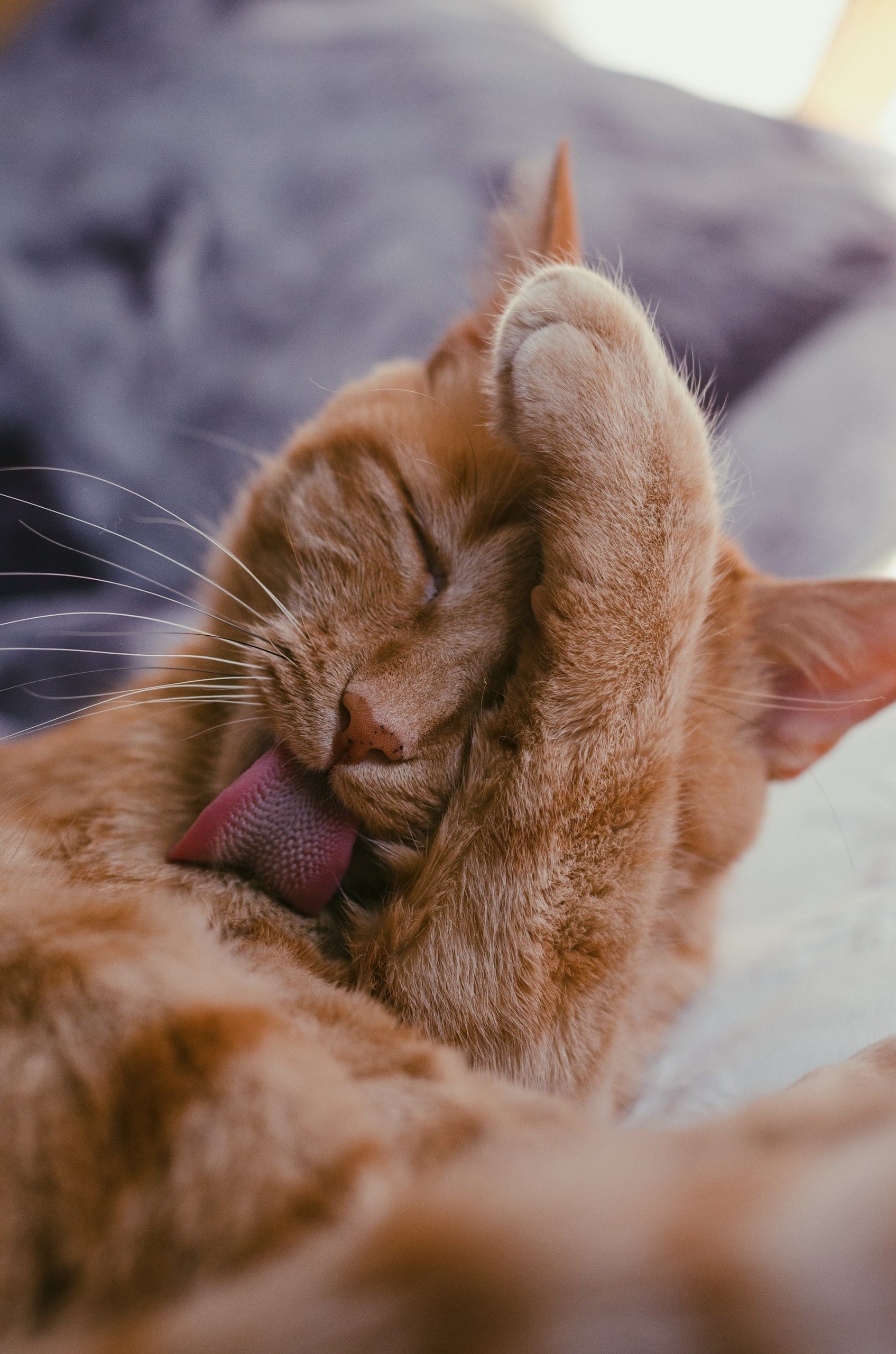 How to Teach Your Cat to Groom Itself: Easy Steps for Success