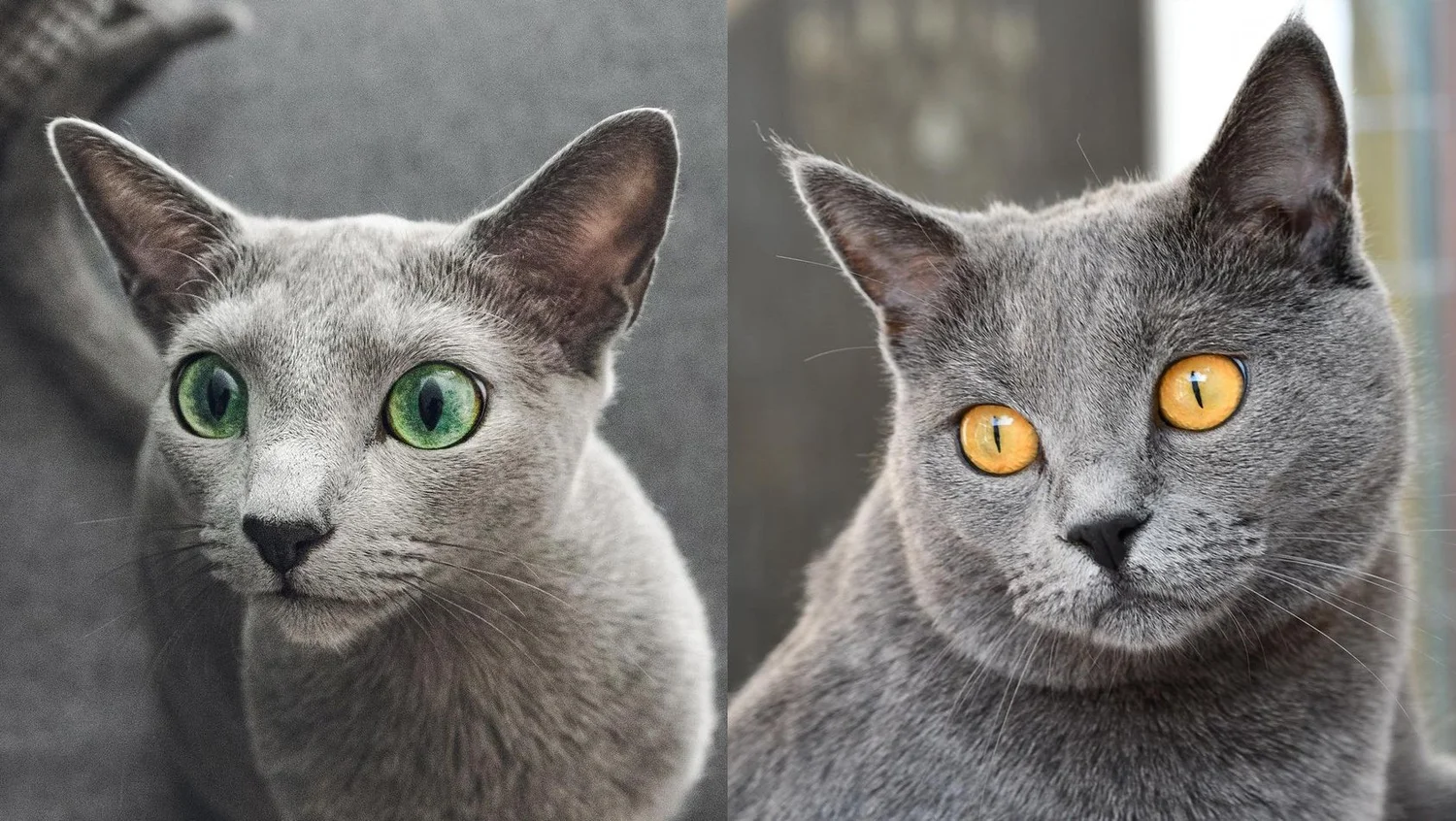 How to Tell Cat Breeds Apart: Ultimate Guide to Identify Felines
