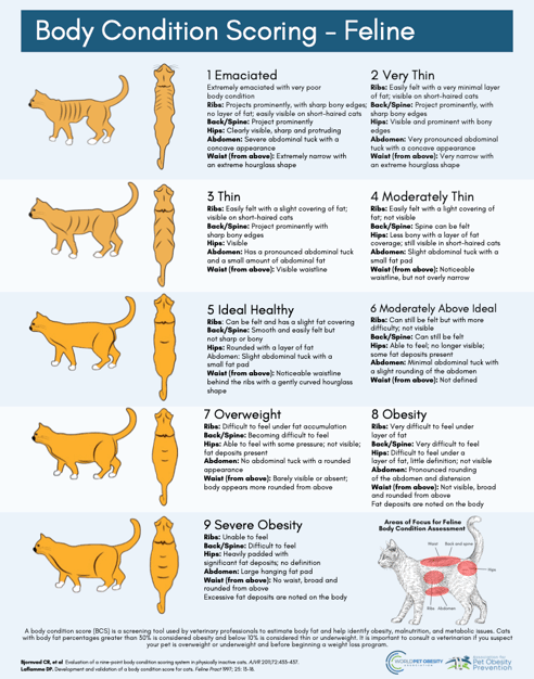 How to Tell If a Cat is Over Grooming: Signs You Must Know