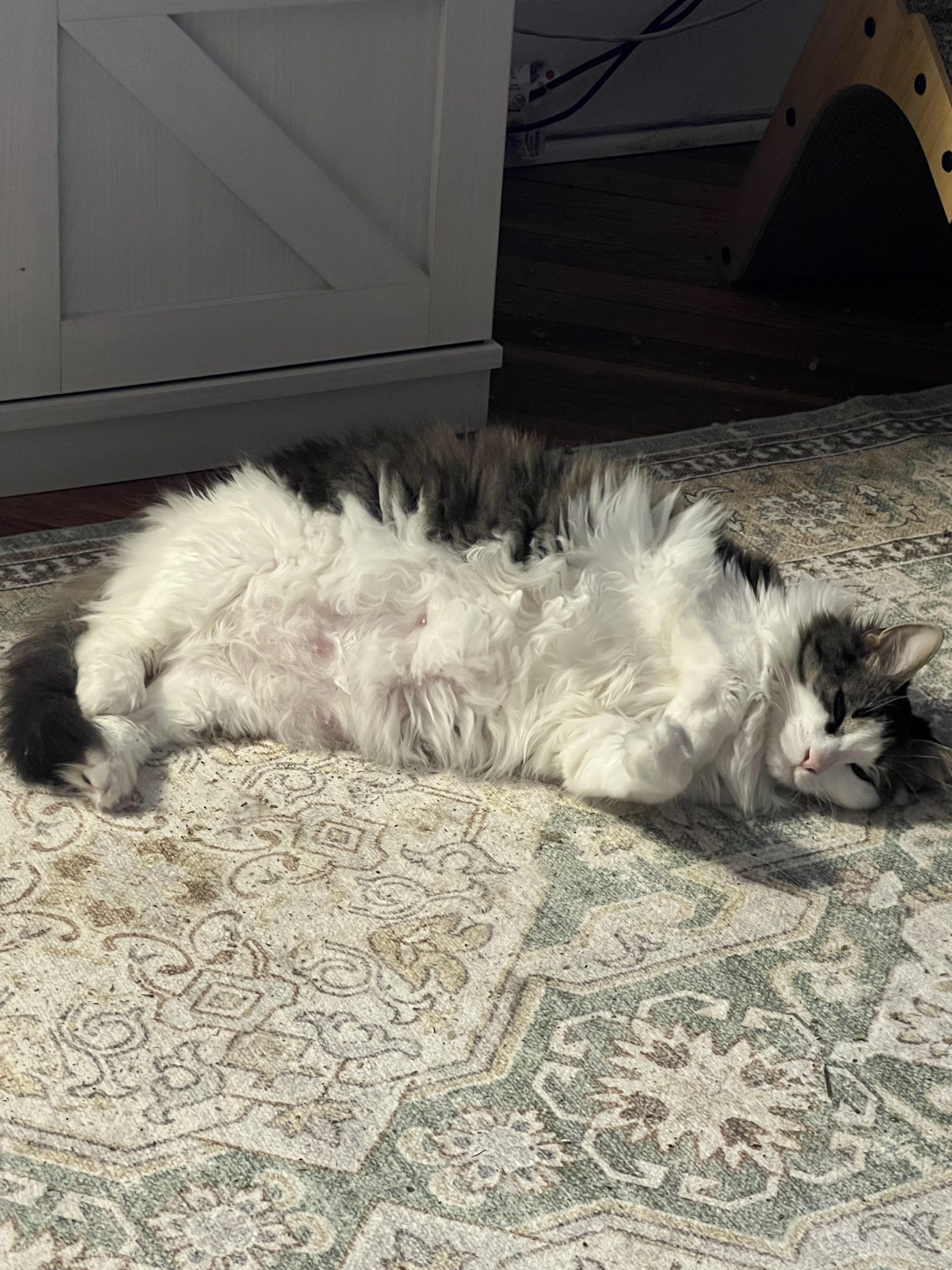 How to Tell If My Cat is Over Grooming