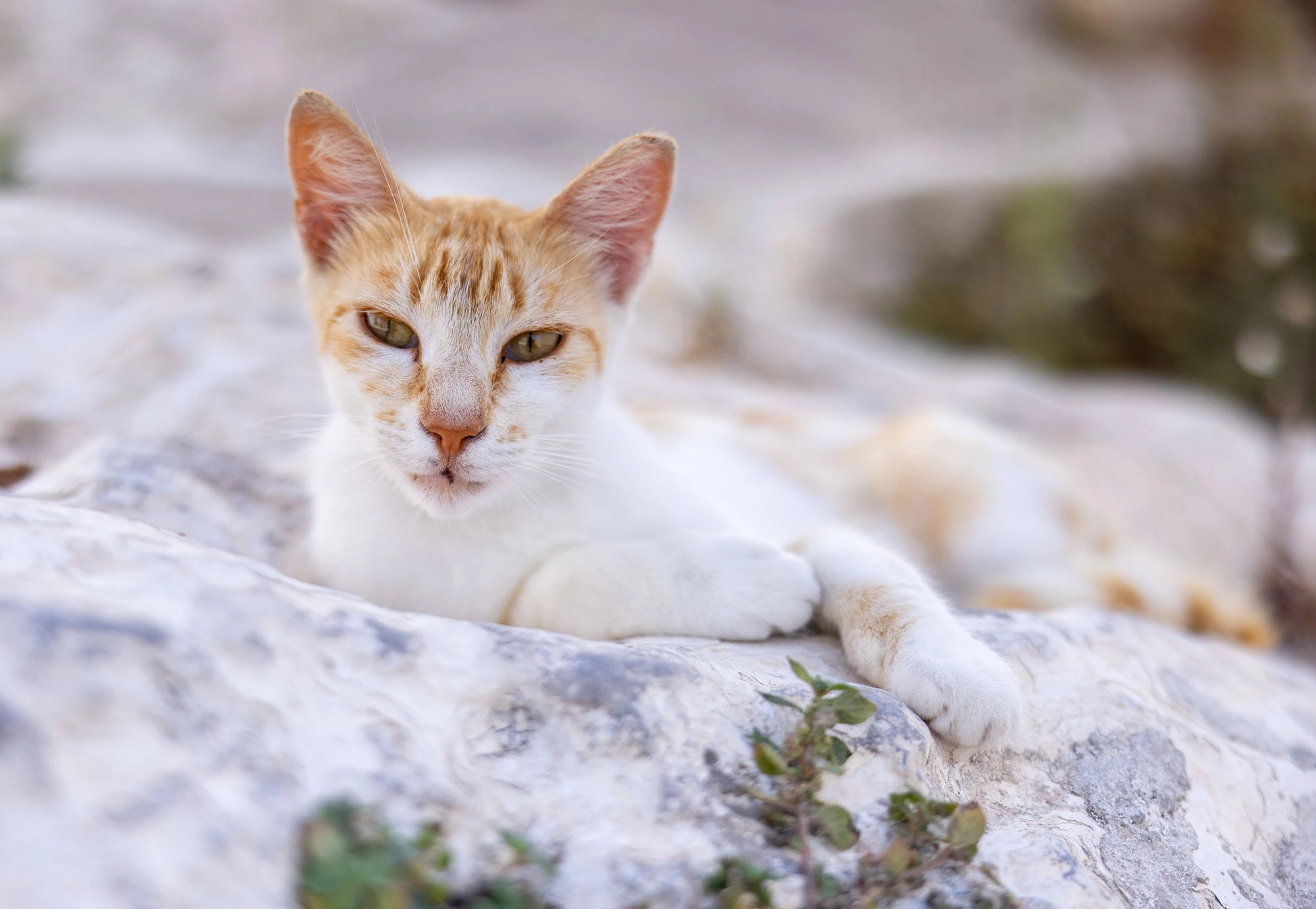 How to Tell the Breeds of an Alley Cat: Expert Identification Tips