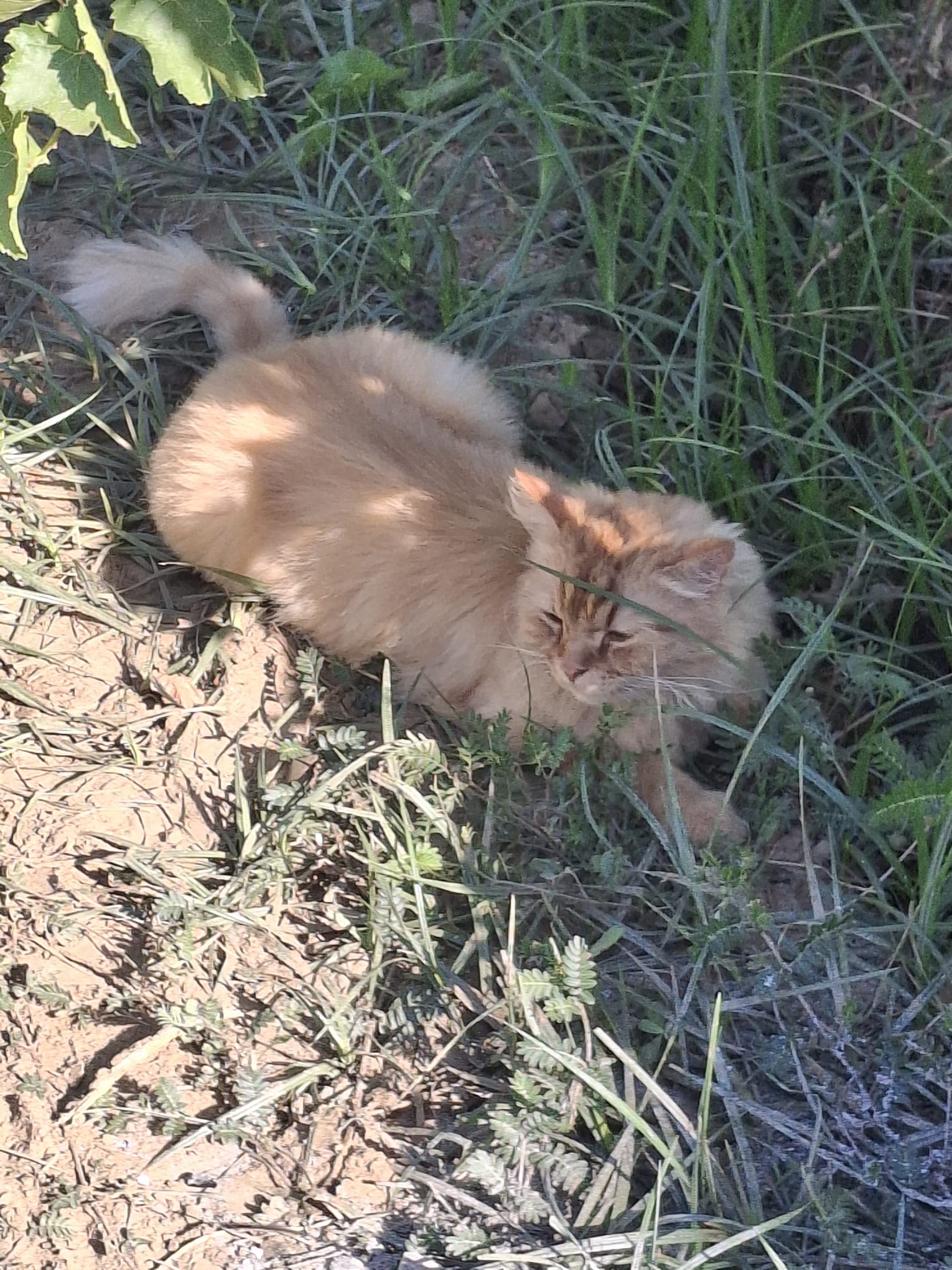 How Would a Breeder Know I Declawed My Cat: Essential Signs Revealed