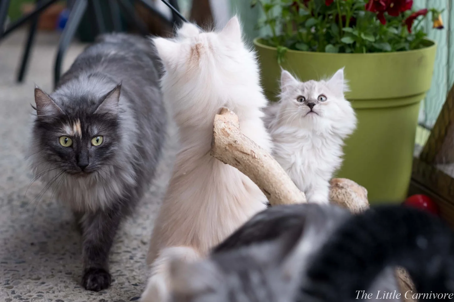 How.To Choose.Cat Breeder