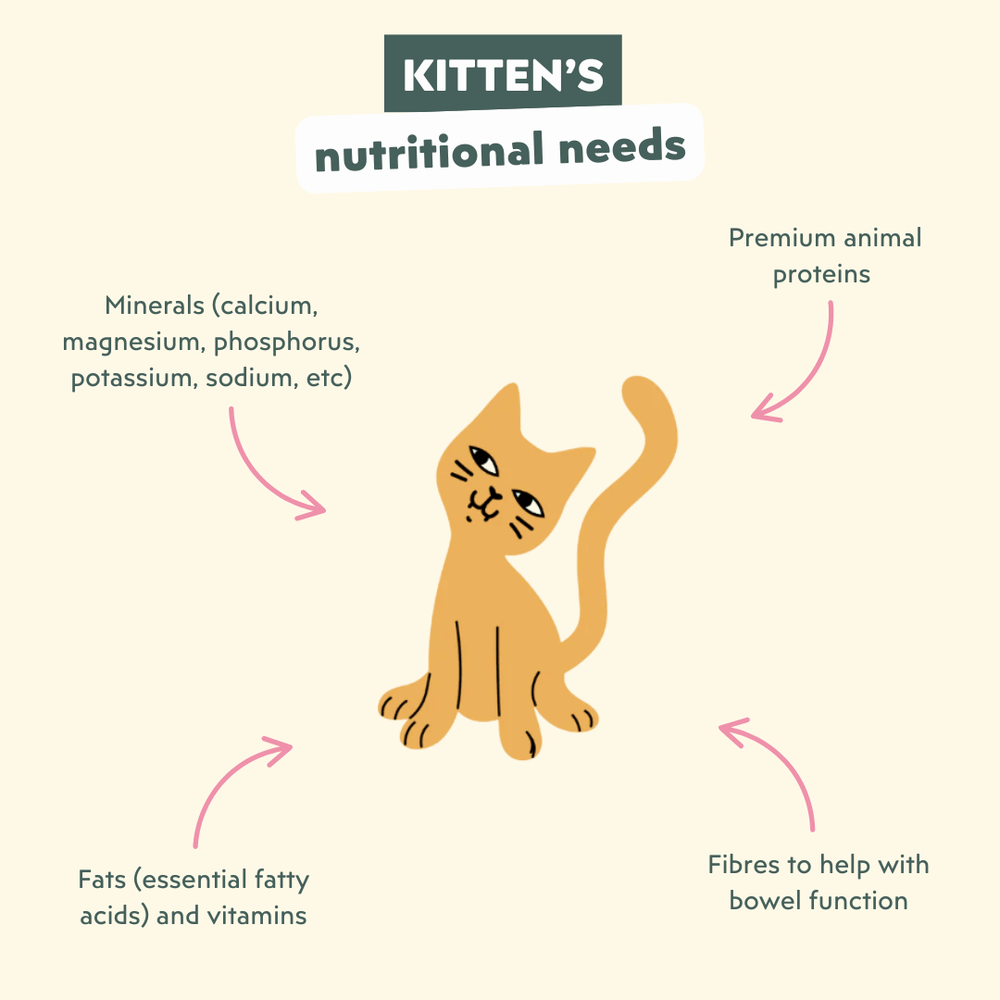 Is 11 Month Old Kitten Can Eat Adult Cat Food: Essential Guide