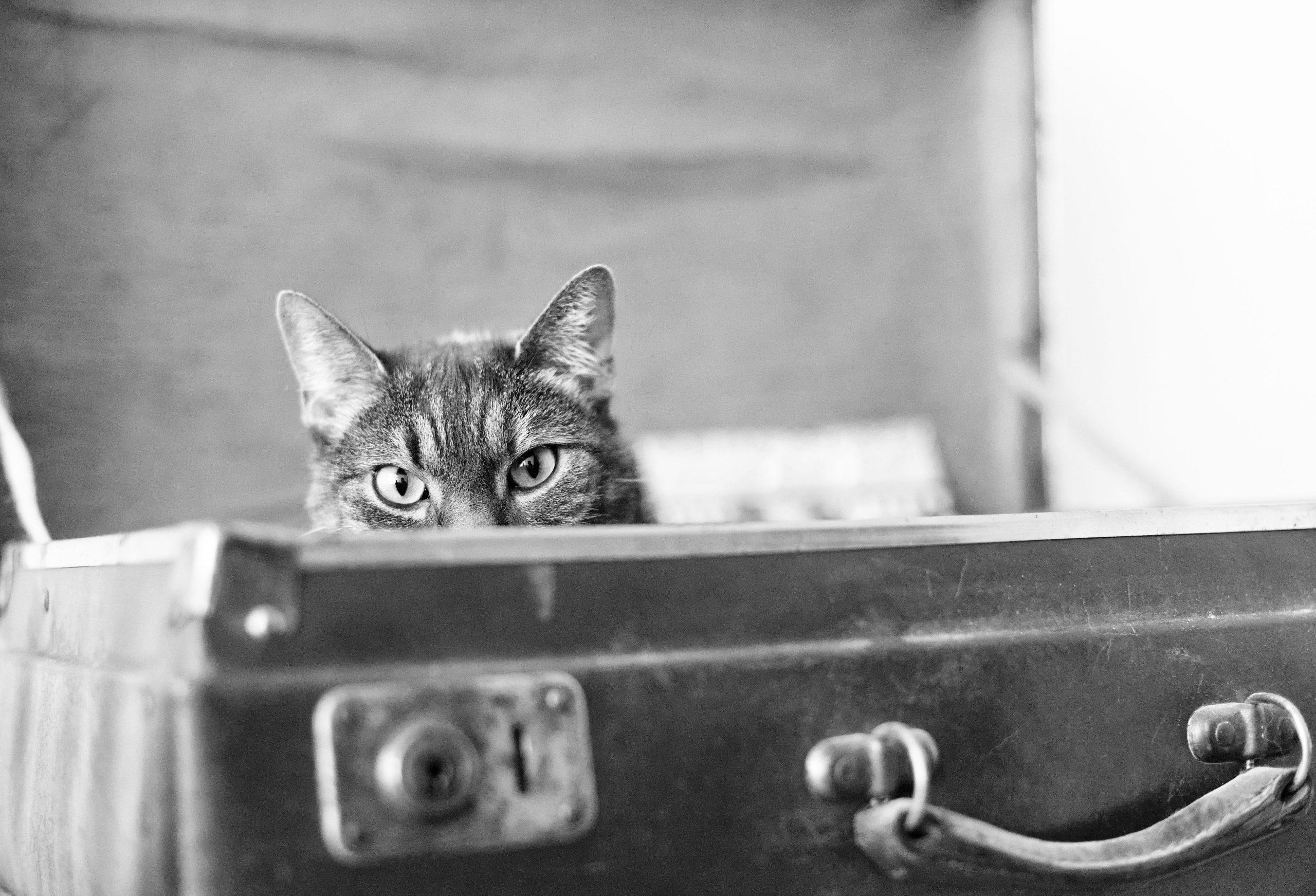 Is a Vacation Bad for a Cat’s Health? Surprising Truths Revealed