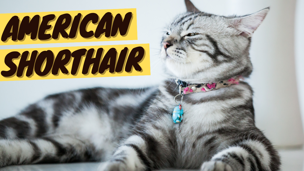 Is American Shorthair Cat Health Issues