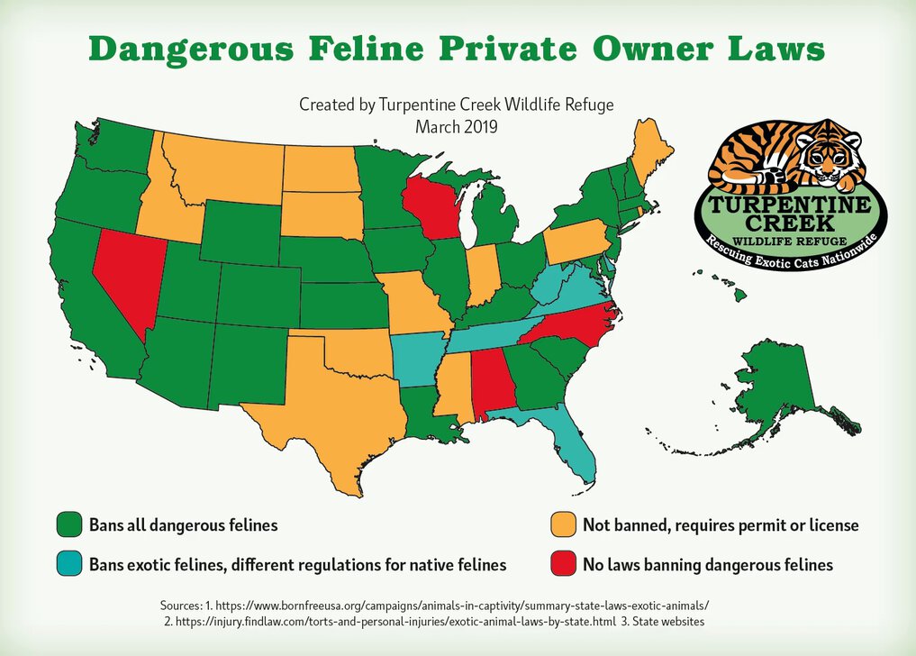 Is Breeding Big Cats Illegal: Shocking Truths Revealed