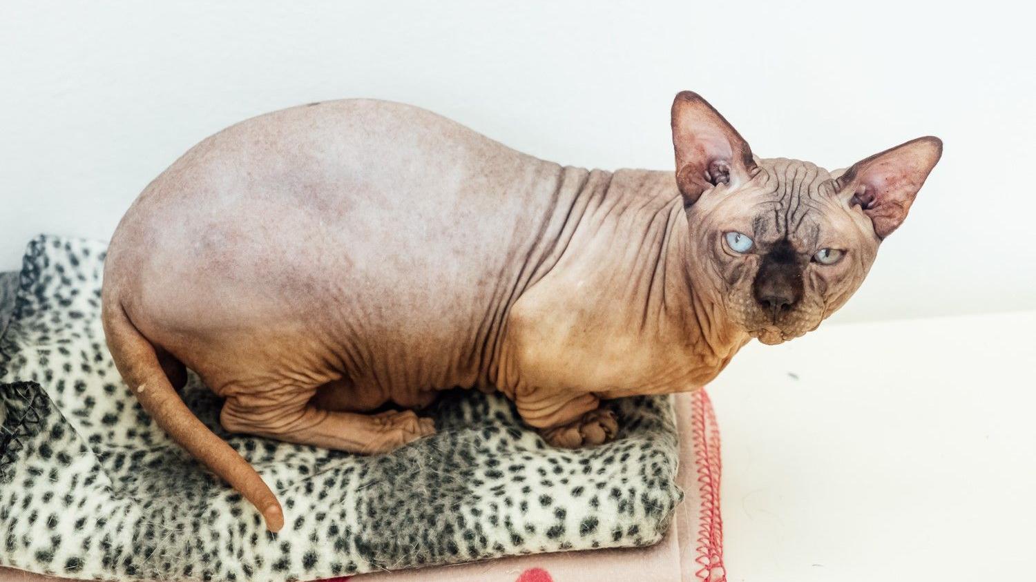 Is Breeding Hairless Cats Cruel: Uncovering The Truth