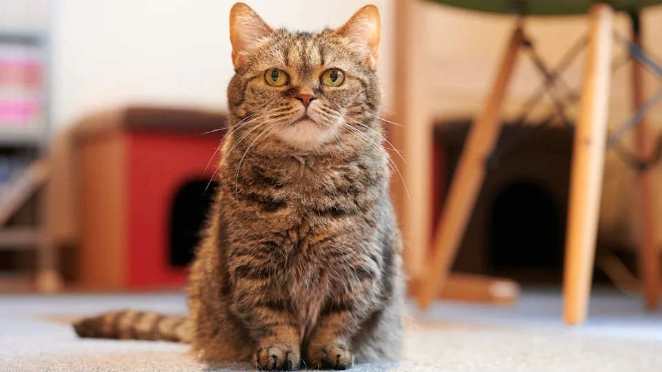 Is Breeding Muchkin Cats Cruel: Unveiling Truths and Myths