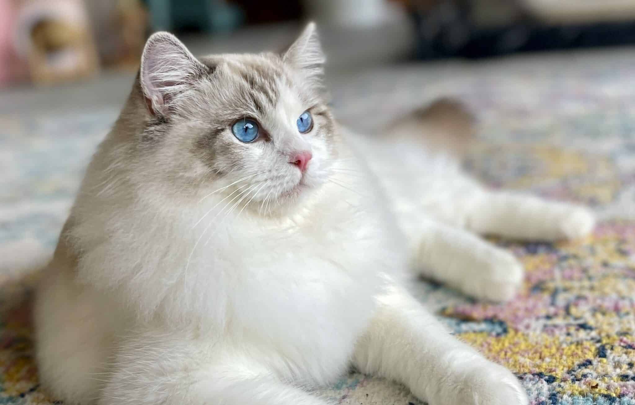Is Buying Cat from Breeder Ok: Essential Tips for Smart Buyers