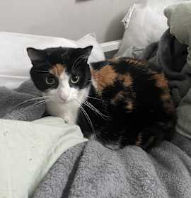 Is Calico Cats Selective Breeding