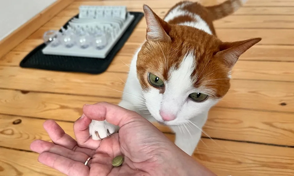 Is Cat Carrying a Toys around a Sign of Intelligence? Surprising Insights