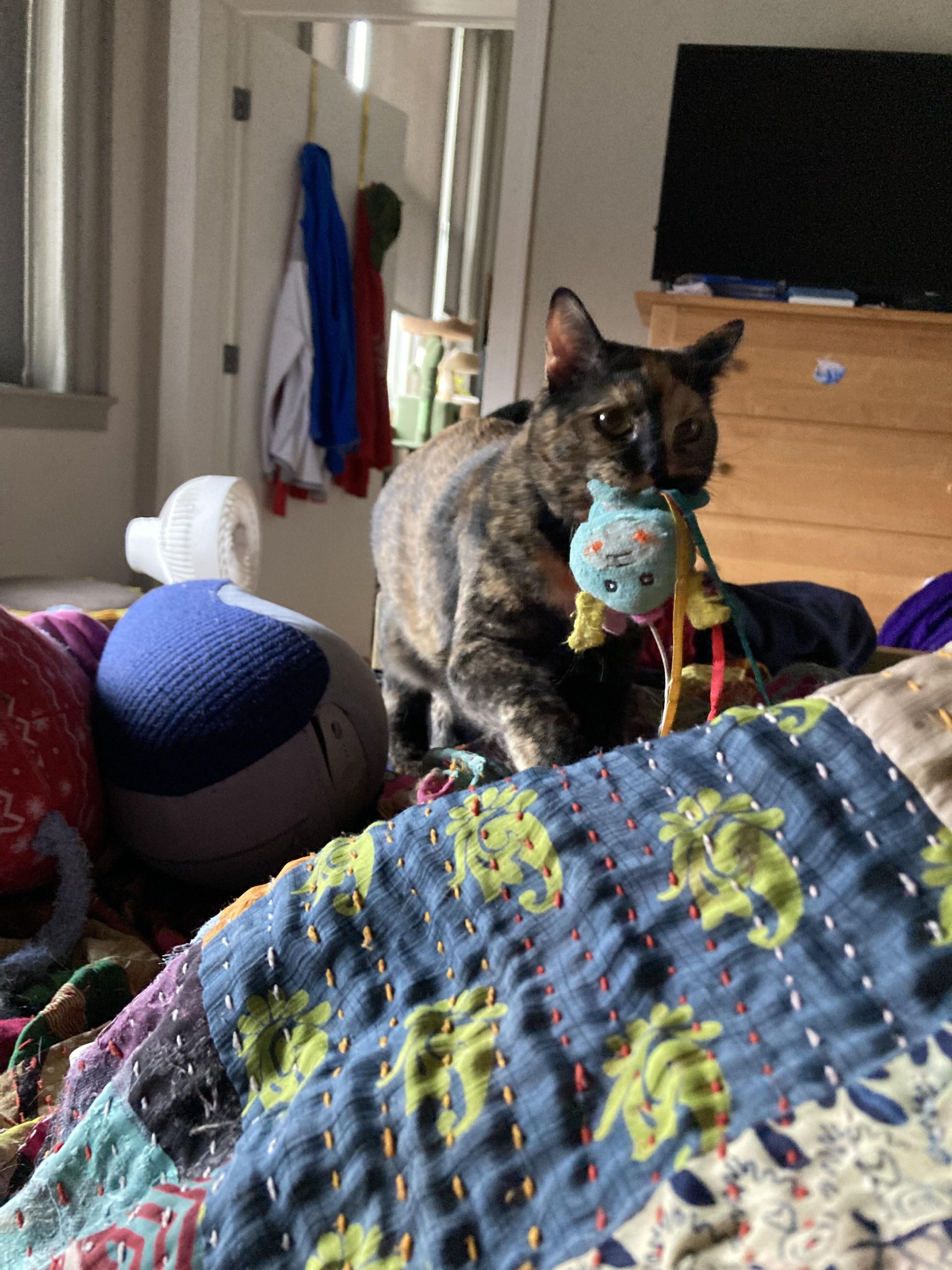 Is Cat Carrying a Toys Around? Surprising Reasons Explained!