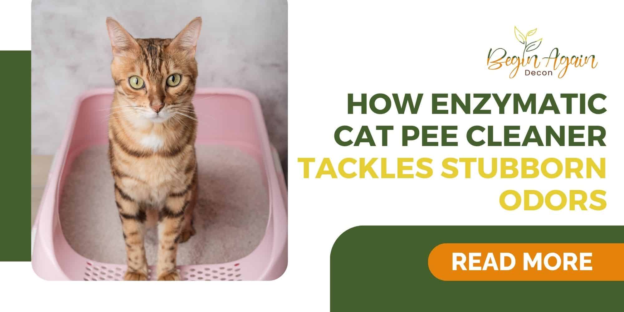 Is Cat Urine Odor a Health Hazard After Cleaning