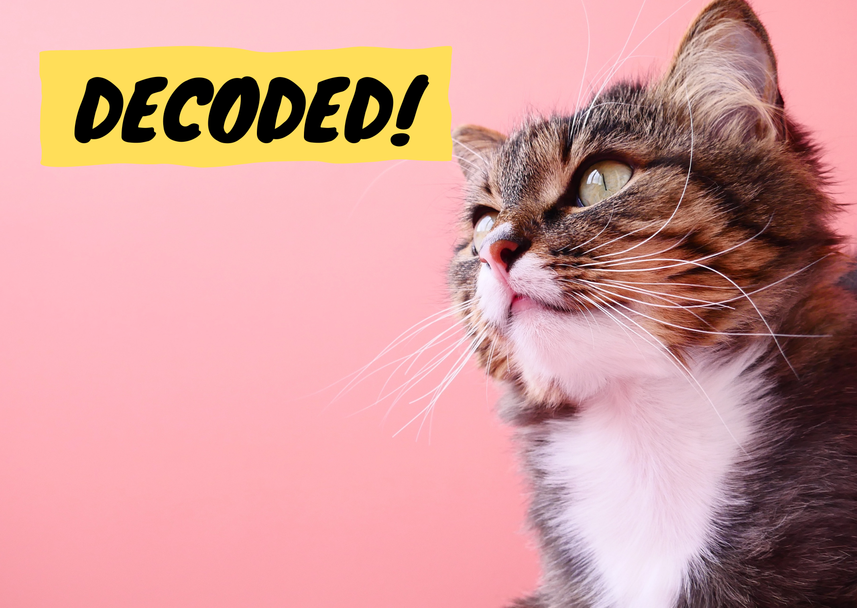 Is Cat Urine Odor a Health Hazard