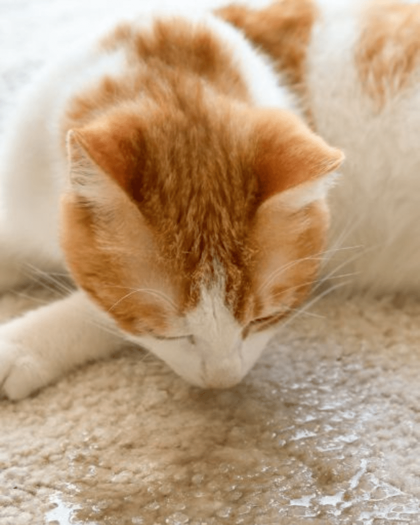Is Cat Urine Saturated Carpet a Health Hazard: Hidden Risks Revealed