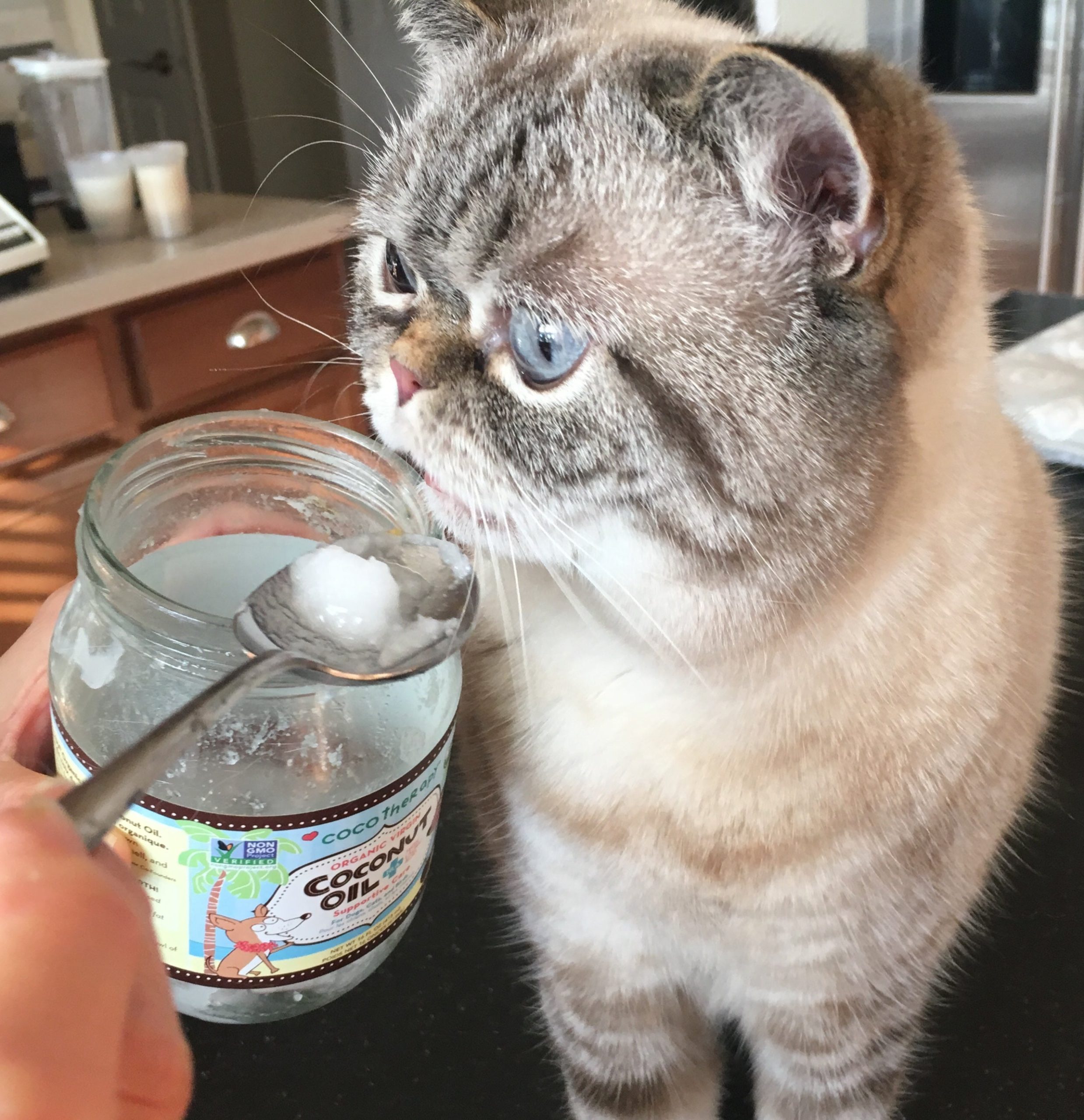 Is Coconut Oil Good for Cat Eye Health