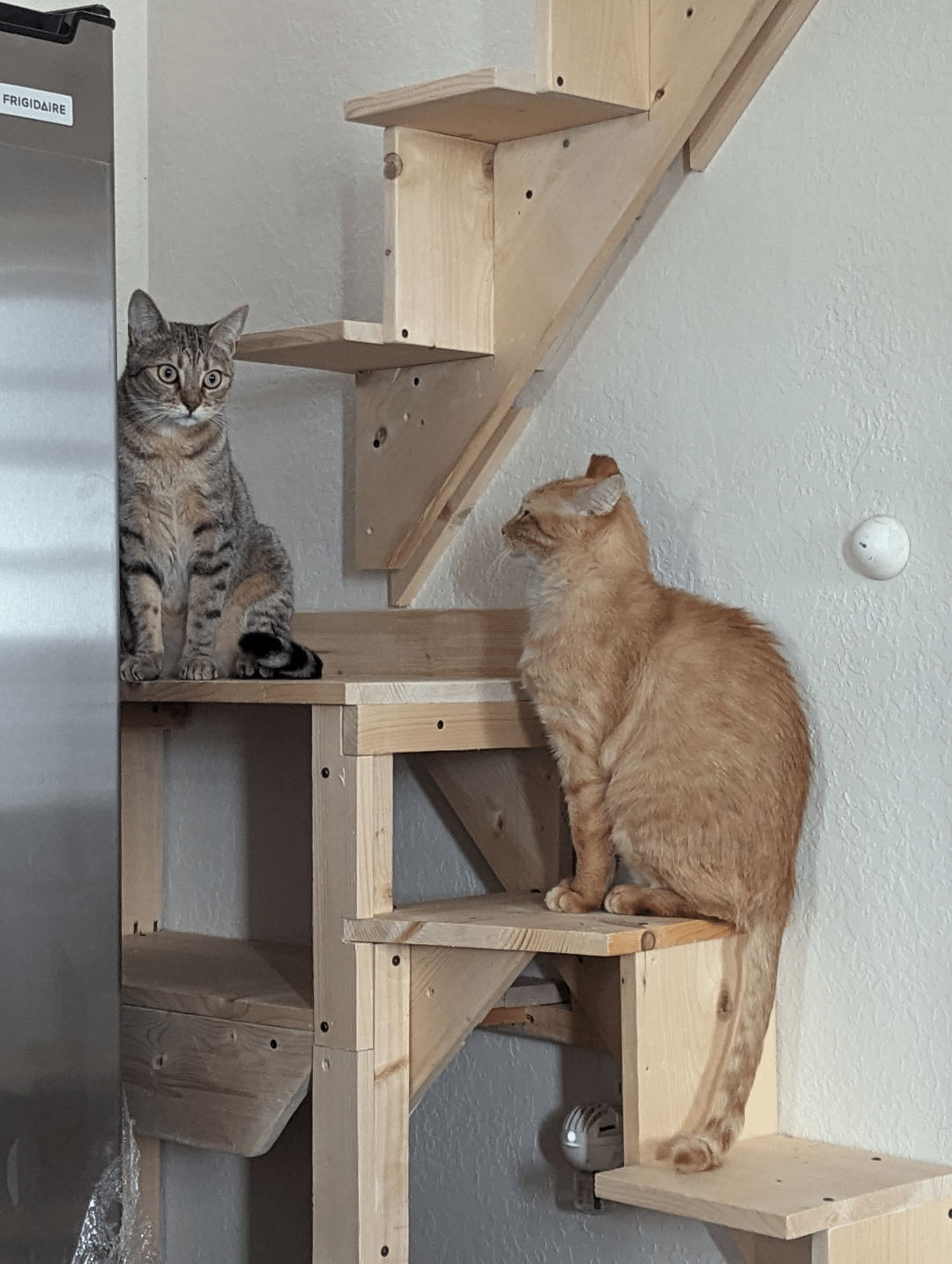 Is Fiv Passed by Cat Toys? Uncover the Truth Now!