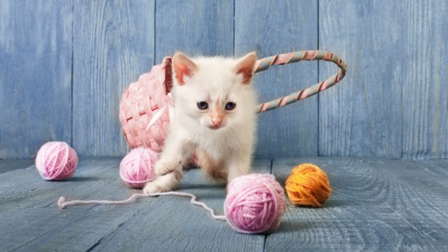 Is Fleece Safe for Cat Toys