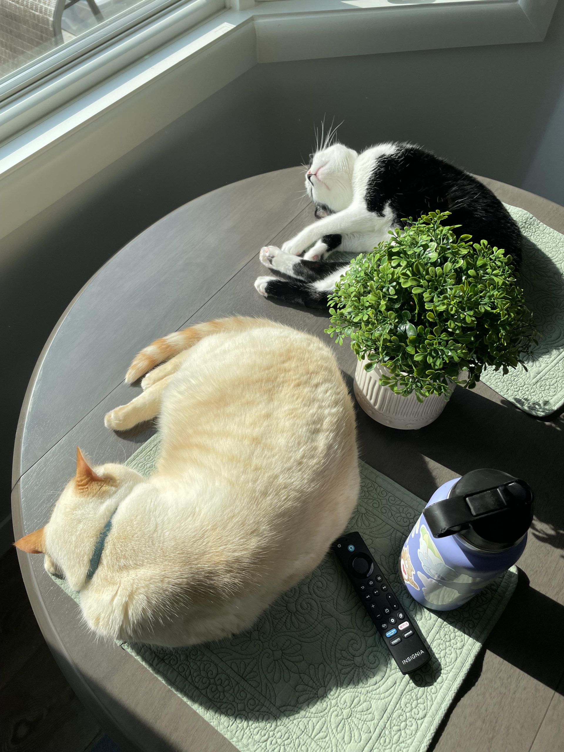 Is Health Insuranceworth It in a Cat