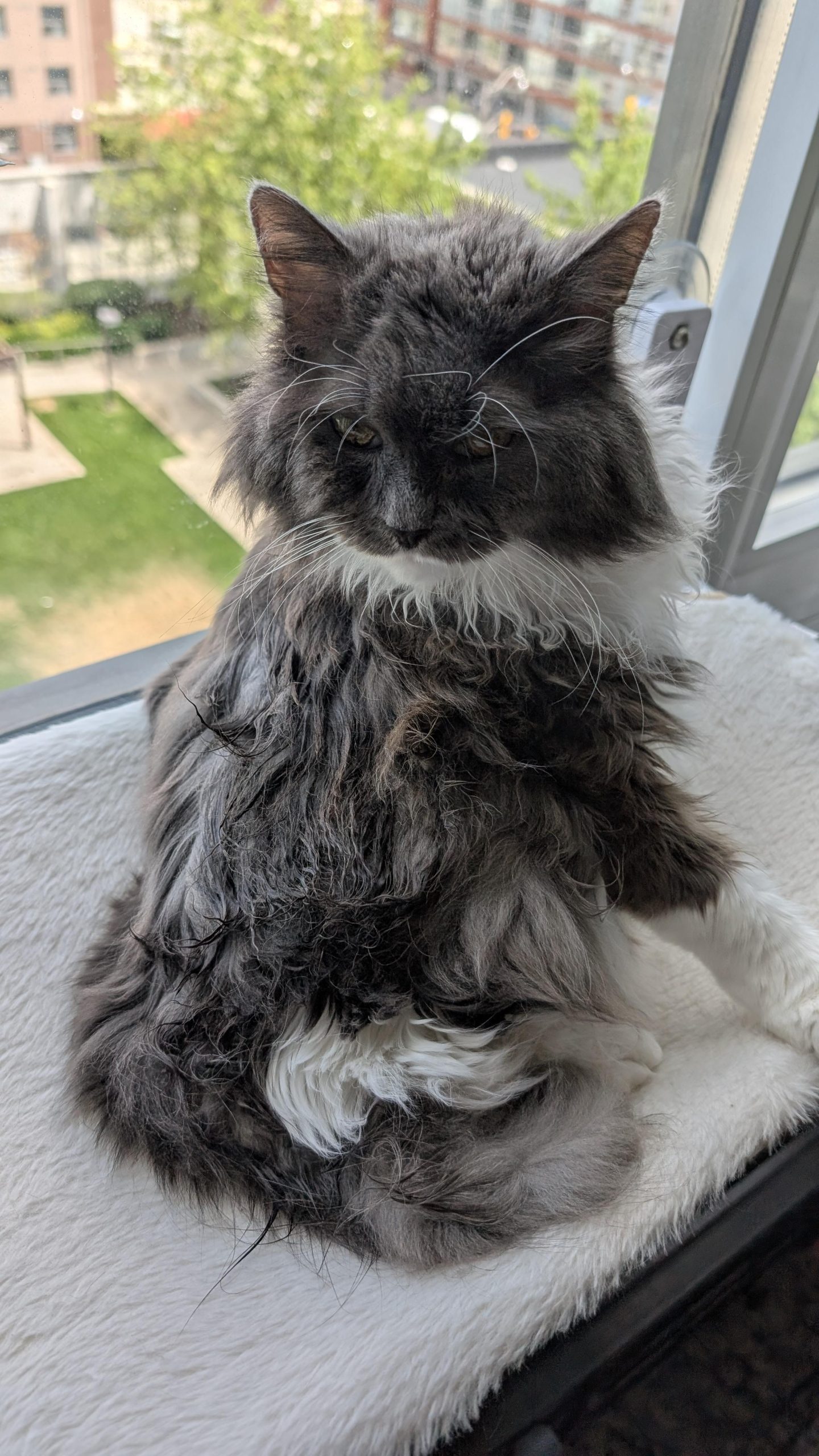 Is It Normal for Cats to Groom Themselves a Lot