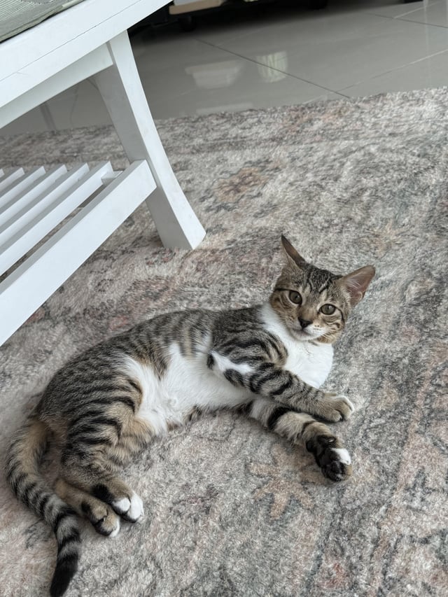 Is It Normal for Male Cats to Groom Kittens