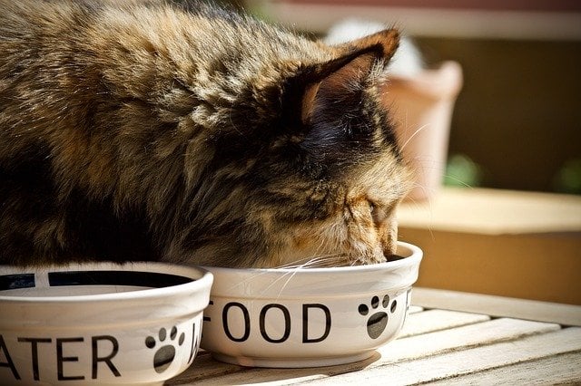 Is It Ok to Feed Adult Cats Dry Kitten Food? Expert Insights