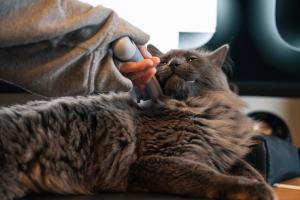 Is It Ok to Groom a Cat