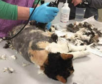 Is It Ok to Sedate a Cat for Grooming