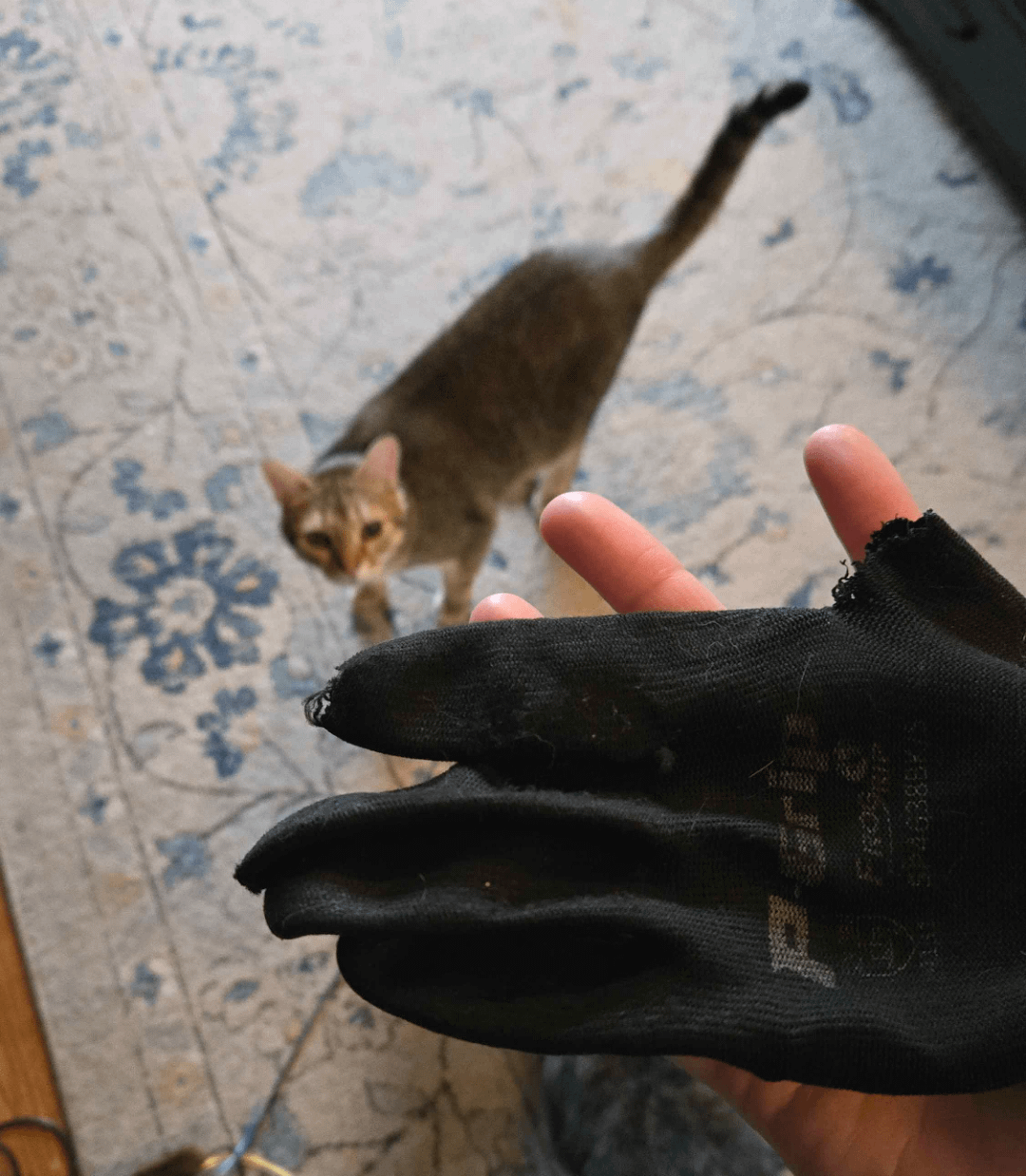 Is It Okay for Cats to Eat Toys: Risks Every Owner Should Know