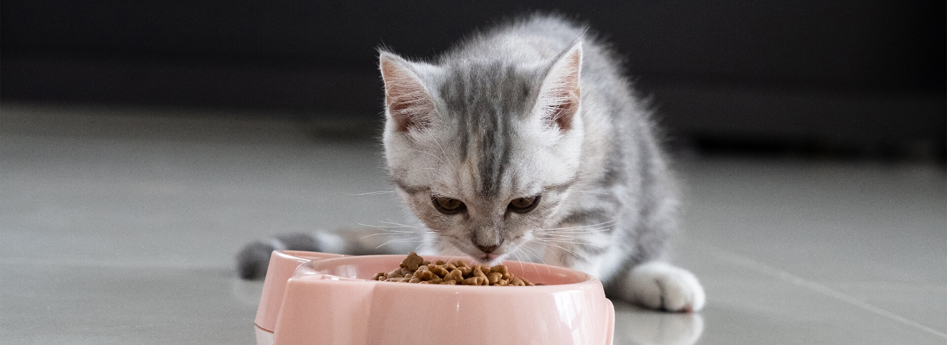 Is It Okay to Feed Kitten Adult Cat Food