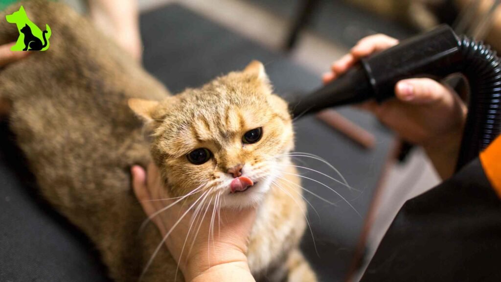 Is It Okay to Groom My Cat'S Ear Hairs