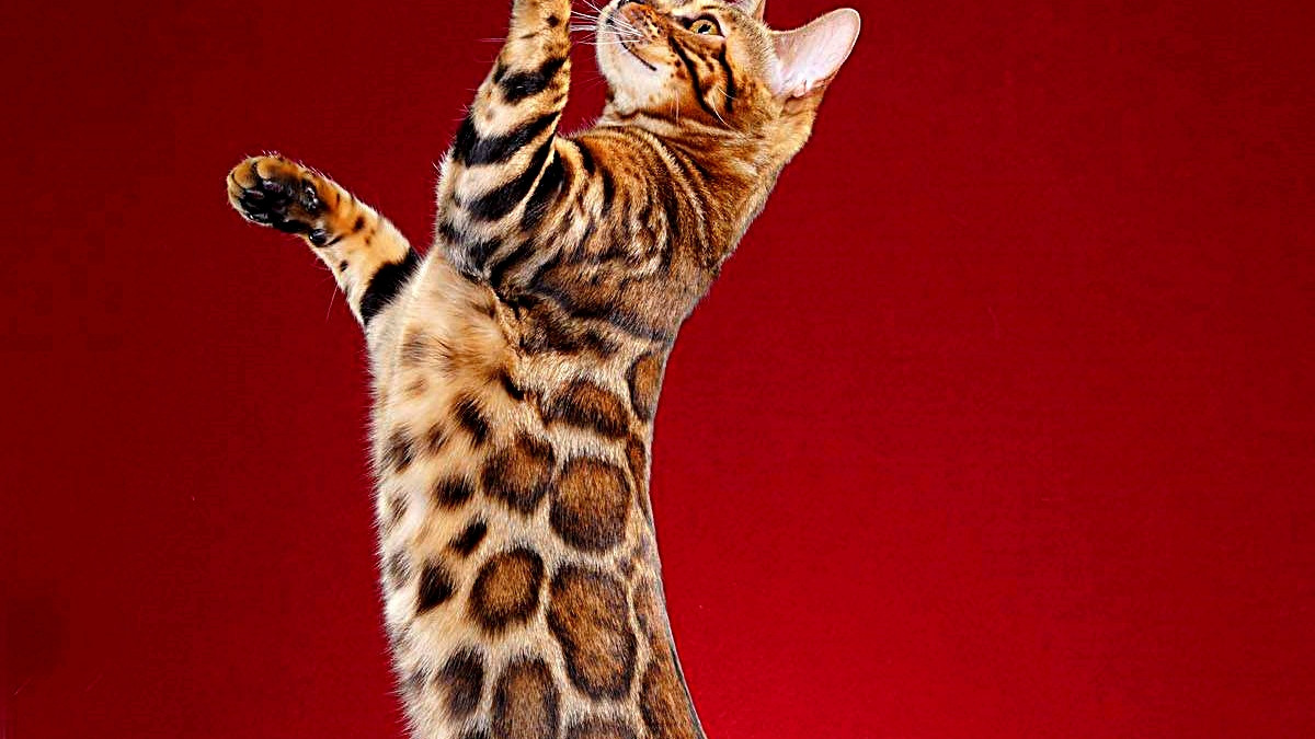Is It Profitable Breeding 3 Bengal Cat: Ultimate Guide to Earnings