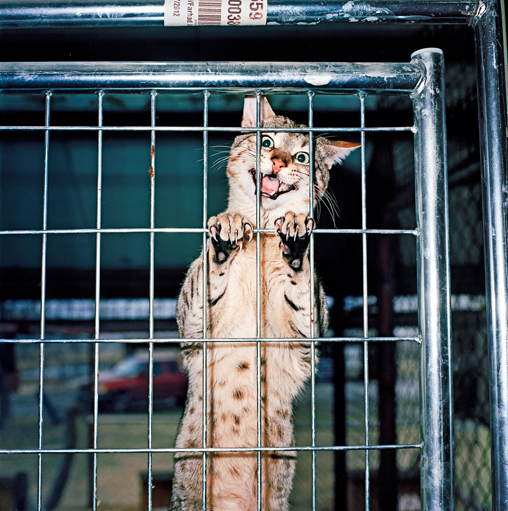 Is It Profitable Breeding 3 Bengal Cat: Essential Insights Revealed