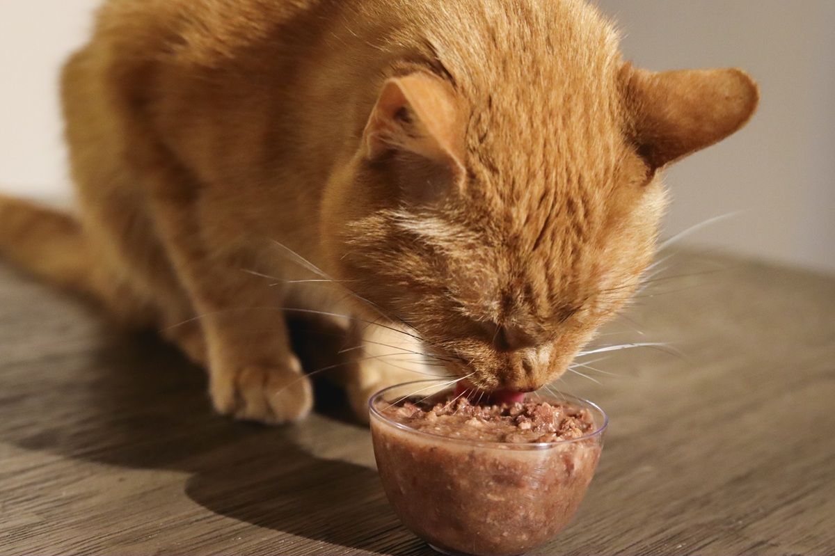 Is Itbok to Feed Your Cat Tuna for Urinary Health? Expert Insights