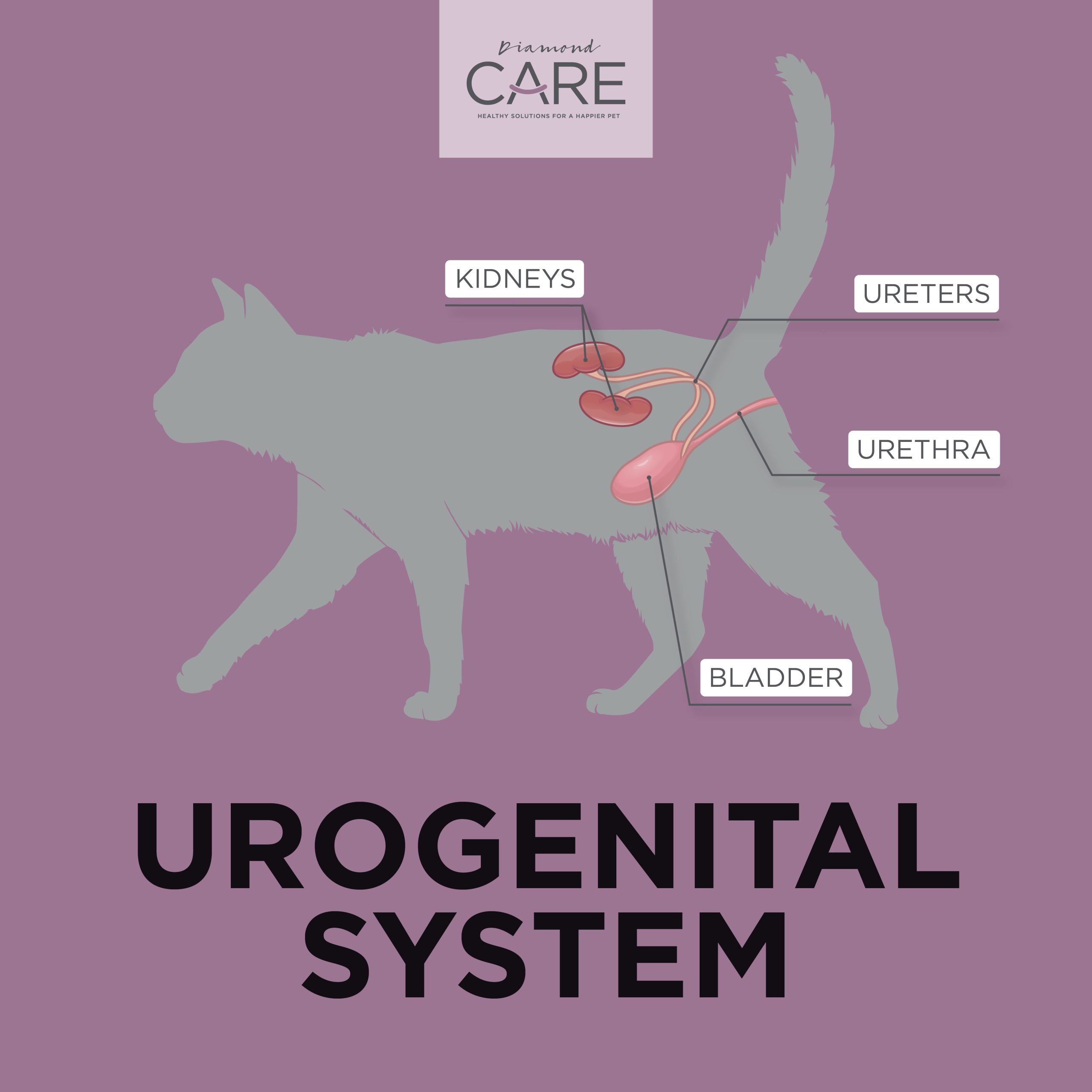 Is Living With Cat Dog Urine Cause Health Problems: Shocking Risks Revealed