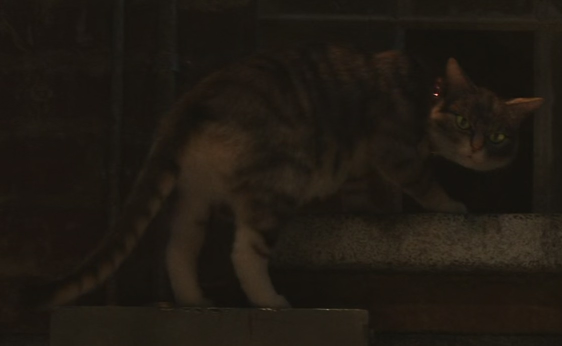 Is the Cat in Toy Story 4 Real