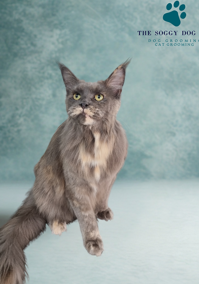 Is There a Cat Groomer near Me