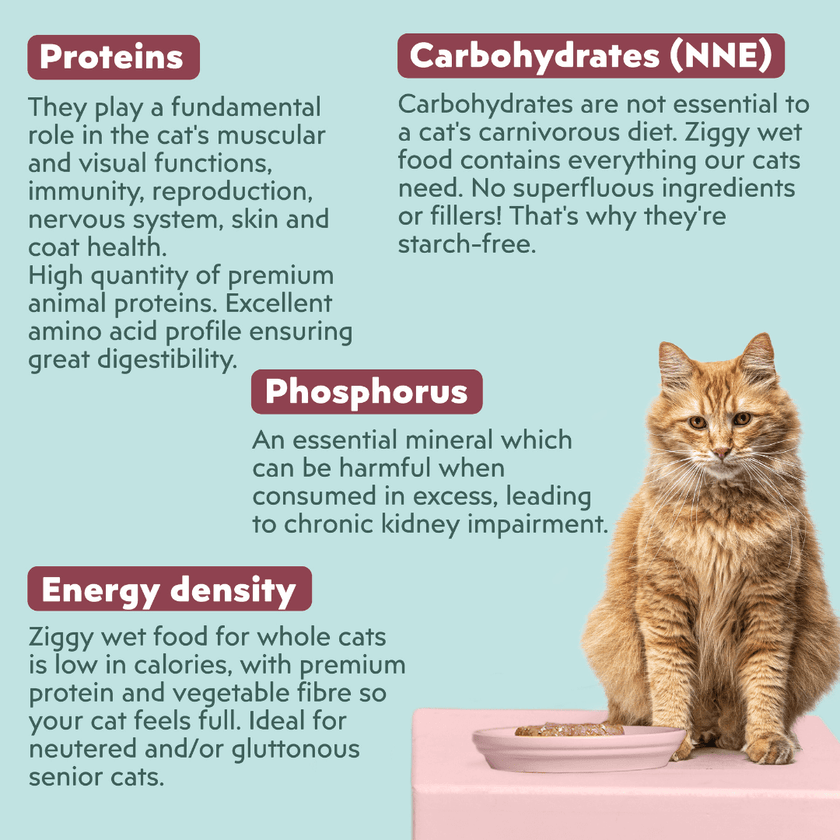 Is Wet Food Essential for Cats Health