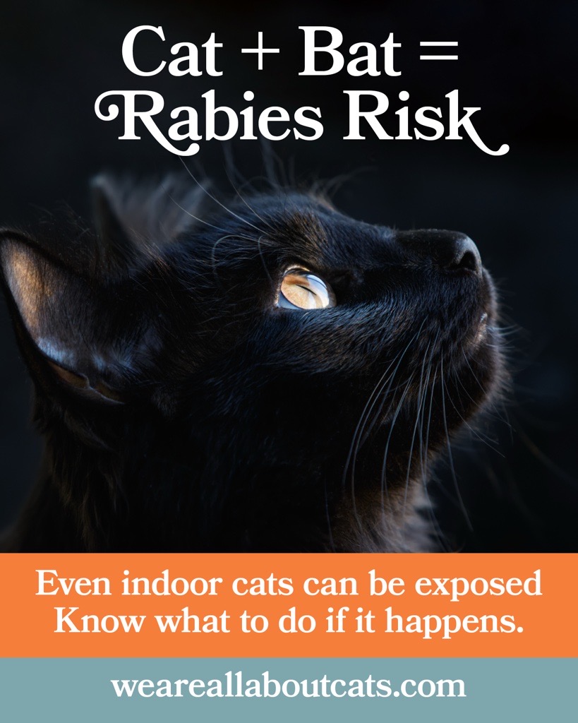 Should a Cat Have Health Insurance