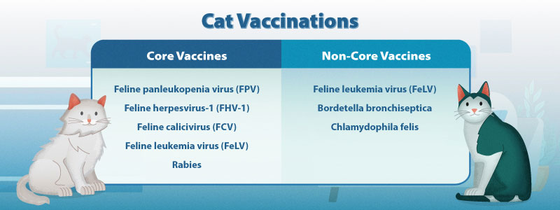 Should Cats Get Leukemia Vaccine Indoor Groomer