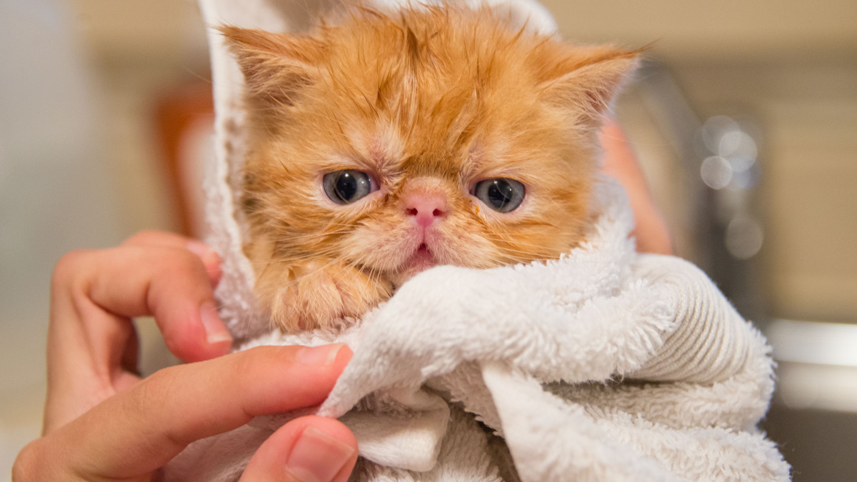 Should I Bathe My Cat Does Not Groom: Essential Care Tips