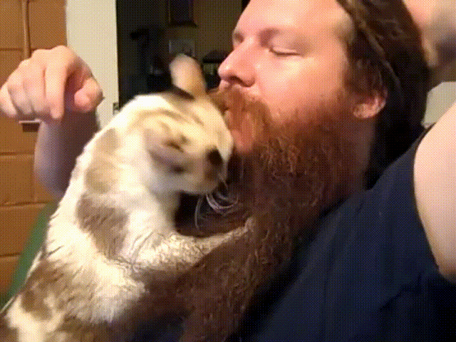 Should I Let My Cat Groom My Beard