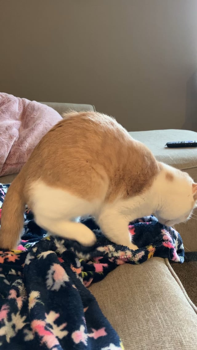 Should I Let My Cat Hump His Toy