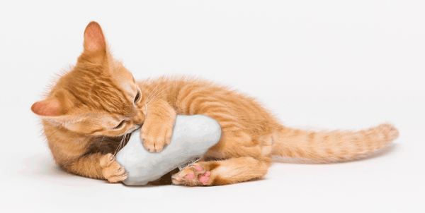 Should I Put My Cats Toys Away at Night: Expert Tips Revealed